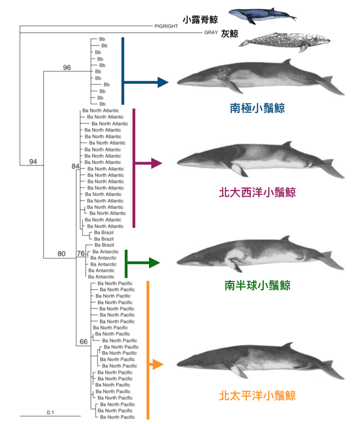 minke-whale-phylogeny-cut.png