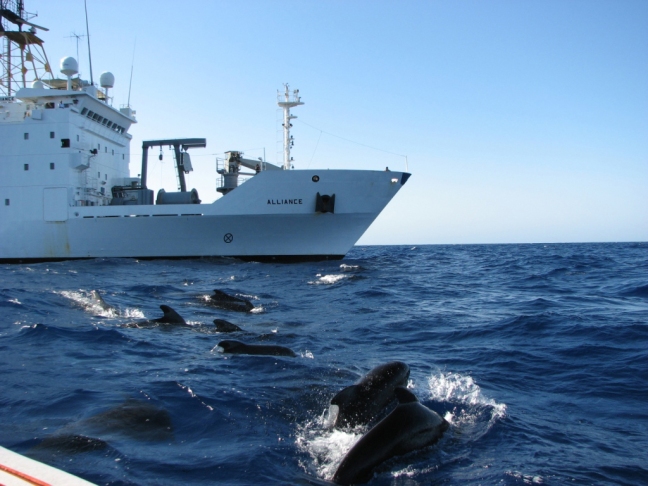 US_Navy_090807-O-9999A-001_Pilot_whales_surface_near_the_NATO_Research_Vessel_Alliance_during_the_Biological_and_Behavioral_Studies_of_Marine_Mammals_in_the_Western_Mediterranean_Sea_(MED_09)_study.jpg
