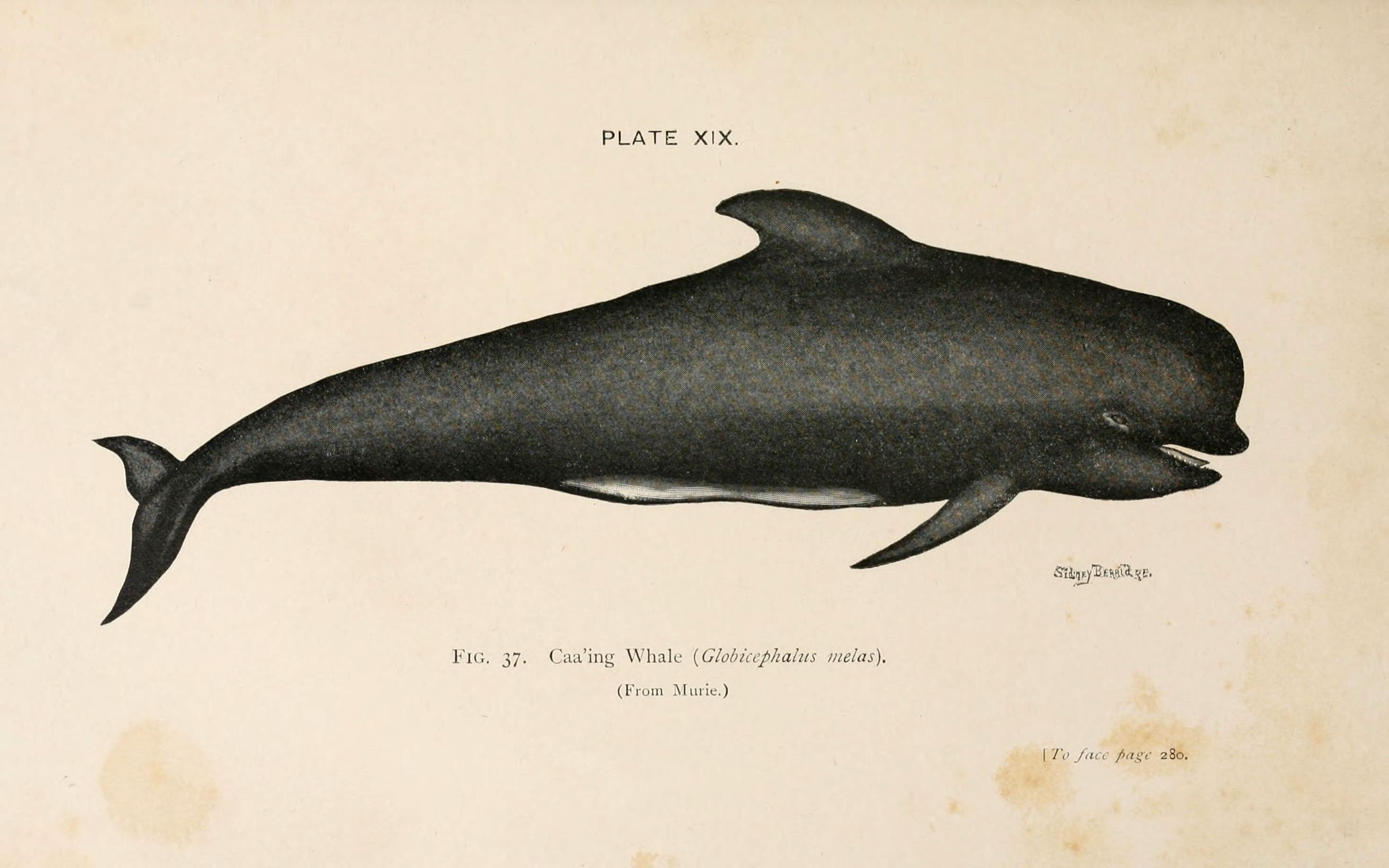 Long-finned_Pilot_Whale_(6002011771)