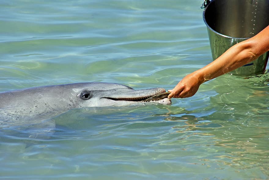 dolphin-captivity-mammal-eating-hand-feeding-human-marine-life-water-fish